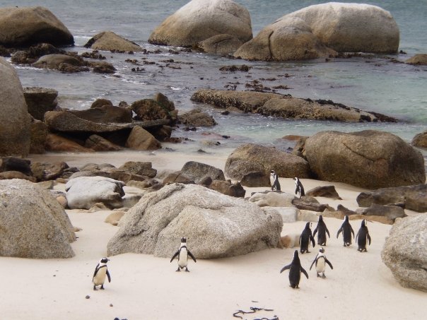 Penguins of Boulders Beach