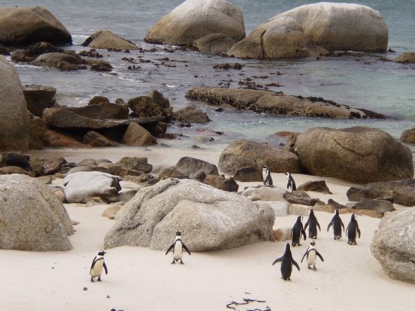boulders_beach_south_africa Penguins of Boulders Beach