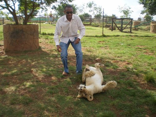 White Lions in South Africa