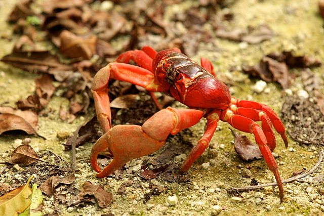 Christmas Island red crab 