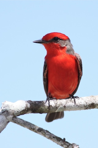 crooked_tree_bird_sanctuary_belize