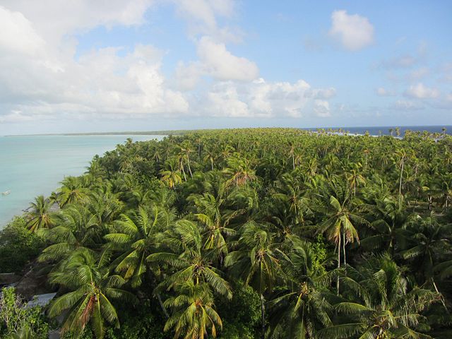 Coconut trees in Kiribati 