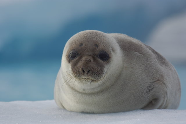 Greenland Harp Seal 