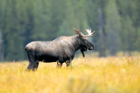 Picture of a Moose in Canada