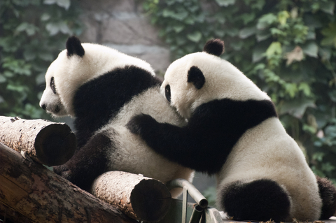 Cool Pandas in China