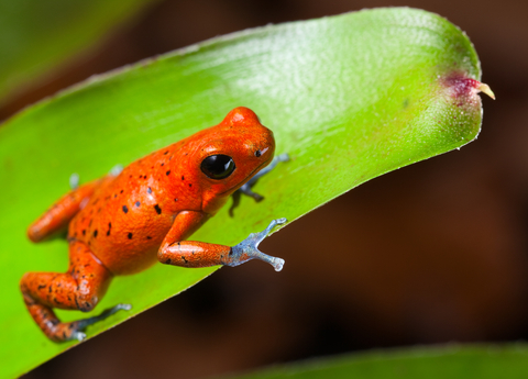 Panama